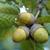acorns