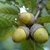 cluster of acorns with caps