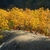 Several trees in fall color