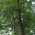 Form of a mature tree in leaf