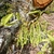Hanging male catkins
