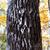 Bark