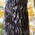 Brown furrowed bark