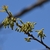 Short yellow catkin in May