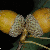 Acorn closeup (Genesee County, NY)-Early Fall