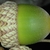 Side view of acorn (United States)-Early Fall
