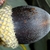 Side view mature acorn (United States)-Early Fall