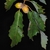 Leaves and acorns (Genesee County, NY)-Early Fall