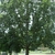 Form of a mature tree