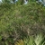 Tree form (Polk County, FL)-Mid Fall