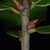End and stem buds (Polk County, FL)-Mid Fall