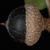Side view of acorn (Polk County, FL)-Mid Fall