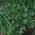 Branches and leaves (Polk County, FL)-Mid Fall