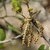 Yellowish hanging male catkins