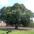 Quercus nigra
