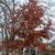Fall Color Form