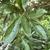 Green elliptical leaves