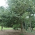 Form of a mature tree