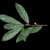 Leaf closeup