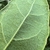Underside of leaf
