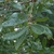 Green leaves with entire margins