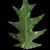 Quercus pagoda