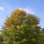 Form, in the early fall.