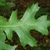 Close up of leaf