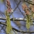 Male flowers, called catkins male flowers droopy beads