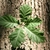 Bark and leaf
