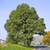 Form of a mature tree