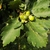 Fruit and leaves