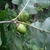 Side view of acorn