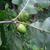 Side view of acorn