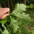 Underside of leaf