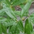 Narrow, willow-like leaves.