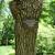 Bark