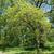 Form- Arnold Arboretum