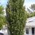Quercus robur 'Fastigiata'
