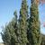 Tree Line