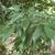 Leaves with serrated margins