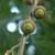 Acorns