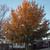 Fall Color Form