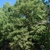 Form of tree (Pickens County, AL)-Mid Fall