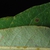Leaf margin (Pickens County, AL)-Mid Fall