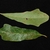Front and back of leaves with shallow lobes (Pickens County, AL)