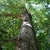 Looking up through the tree (Pickens County, AL)-Mid Fall
