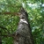 Looking up through the tree (Pickens County, AL)-Mid Fall