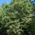 Form of tree (Pickens County, AL)-Mid Fall