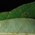 Entire leaf margin (Pickens County, AL)-Mid Fall